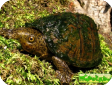 Sternotherus minor (Малая мускусная) 