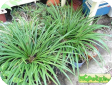 Acorus calamus