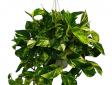 Scindapsus