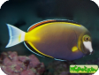 Acanthurus japonicus 