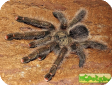 Avicularia aurantiaca