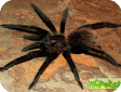 Xenesthis immanis