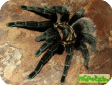 Brachypelma verdezi