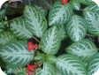 Episcia Mart.