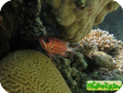 Sargocentron rubrum 
