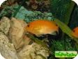 Melanochromis auratus
