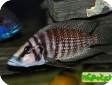 Altolamprologus calvus