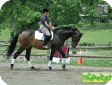 Баварская теплокровная (Bavarian Warmblood, Bayrisches Warmblut)
