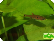 Boraras micros