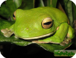 Litoria infrafrenata