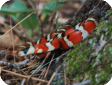 Lampropeltis pyromelana woodini