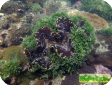 Tridacna sp. 