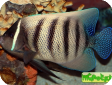 Pomacanthus (Euxiphipops) sexstriatus 