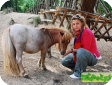 Фалабеллская миниатюрная (Falabella pony)