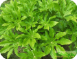 Fatsia Decne. et Planch.