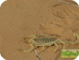 Buthacus arenicola