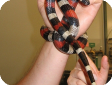 Lampropeltis triangulum sinaloae
