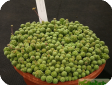 Monanthes