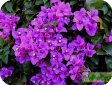 Bougainvillea