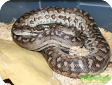 Epicrates striatus