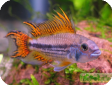 Apistogramma cacatuoides