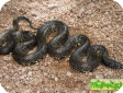 Lampropeltis getula nigrita  