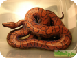 Epicrates cenchria