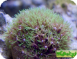 Briareum sp.  