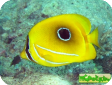 Chaetodon bennetti 