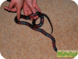 Lampropeltis triangulum conanti