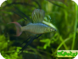 Iriatherina werneri