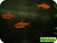 Hyphessobrycon amandae