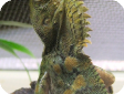 Gonocephalus chamaeleontinus