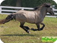 Хайленд пони (Highland pony)