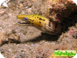 Gymnothorax fimbriatus 
