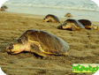 Lepidochelys olivacea (Ридлея, Оливковая, Атлантическая) 
