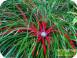 Fascicularia bicolor