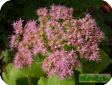 Sedum