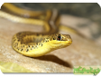 Psammophis sibilans