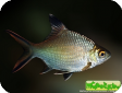 Barbonymus schwanenfeldii (Barbus schwanefeldi)
