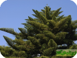 Araucaria heterophylla