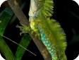 Gonocephalus grandis