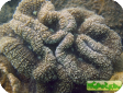 Lobophyllia sp. 