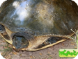 Cycloderma frenatum