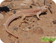 Dipsosaurus dorsalis