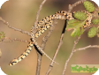 Elaphe scalaris