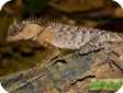 Acanthosaura armata