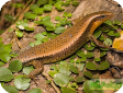 Mabuya multifasciata