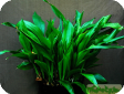 Aspidistra elatior
