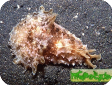 Dolabella auricularia 